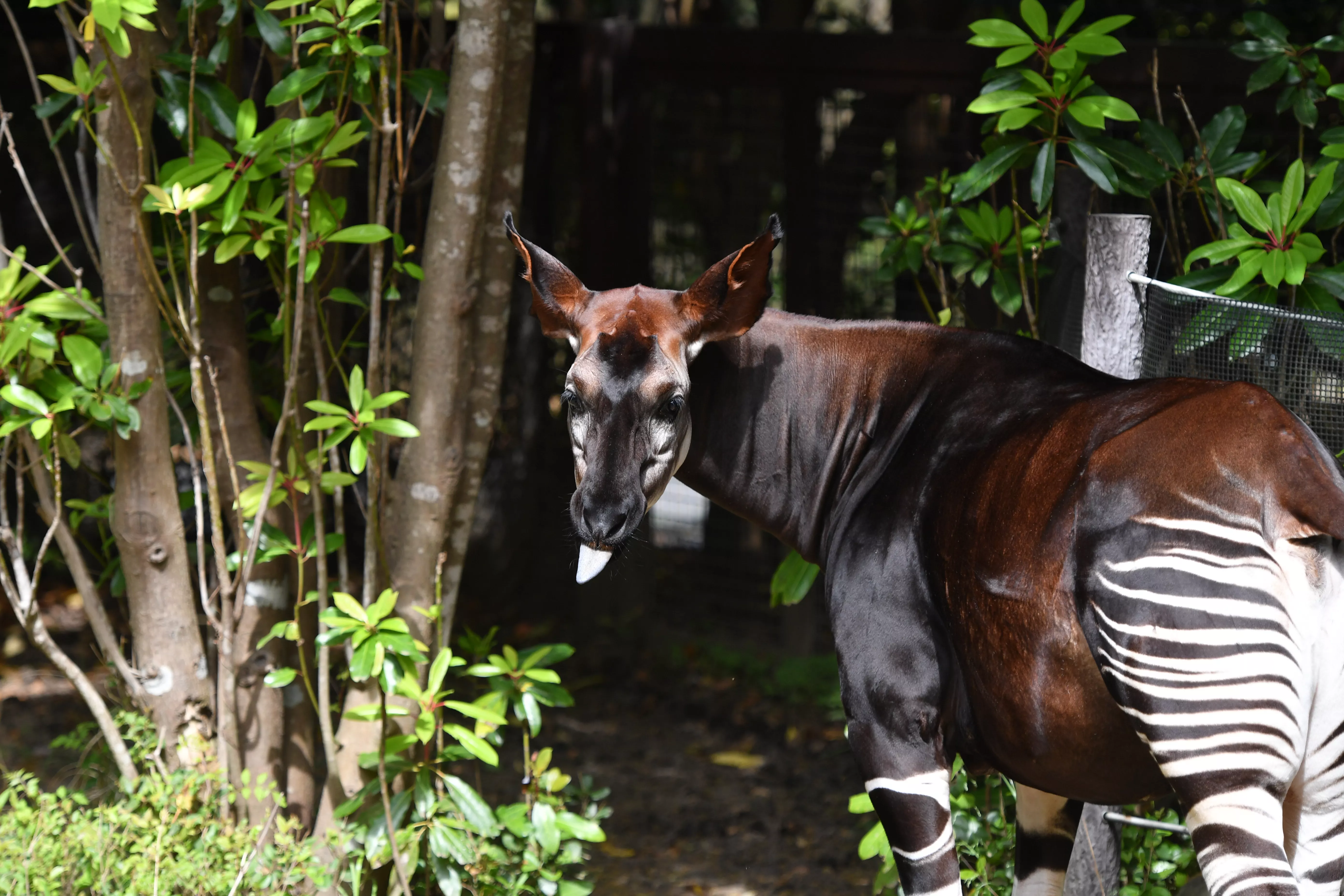 zoorasia okapi