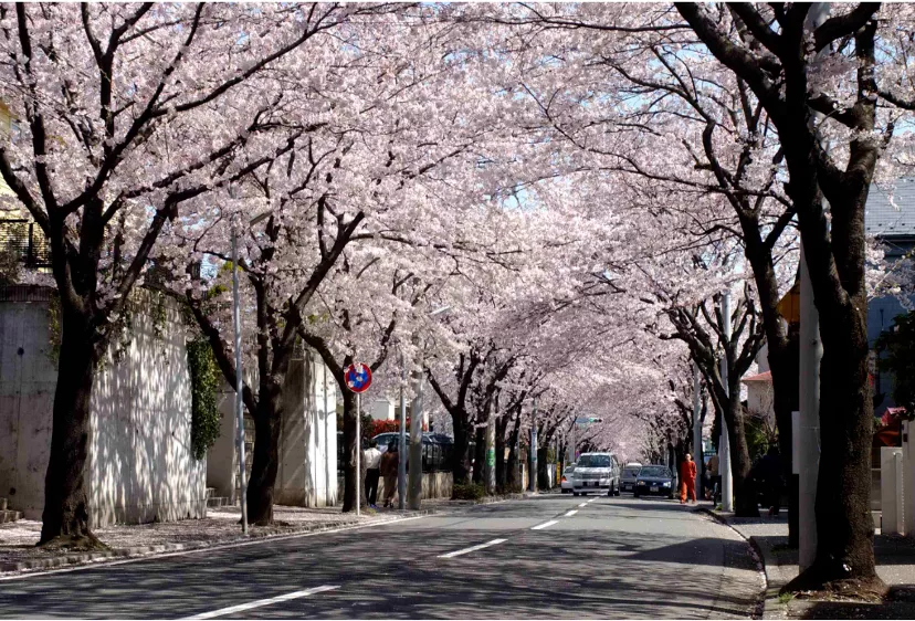 azamino cherry blossom 2