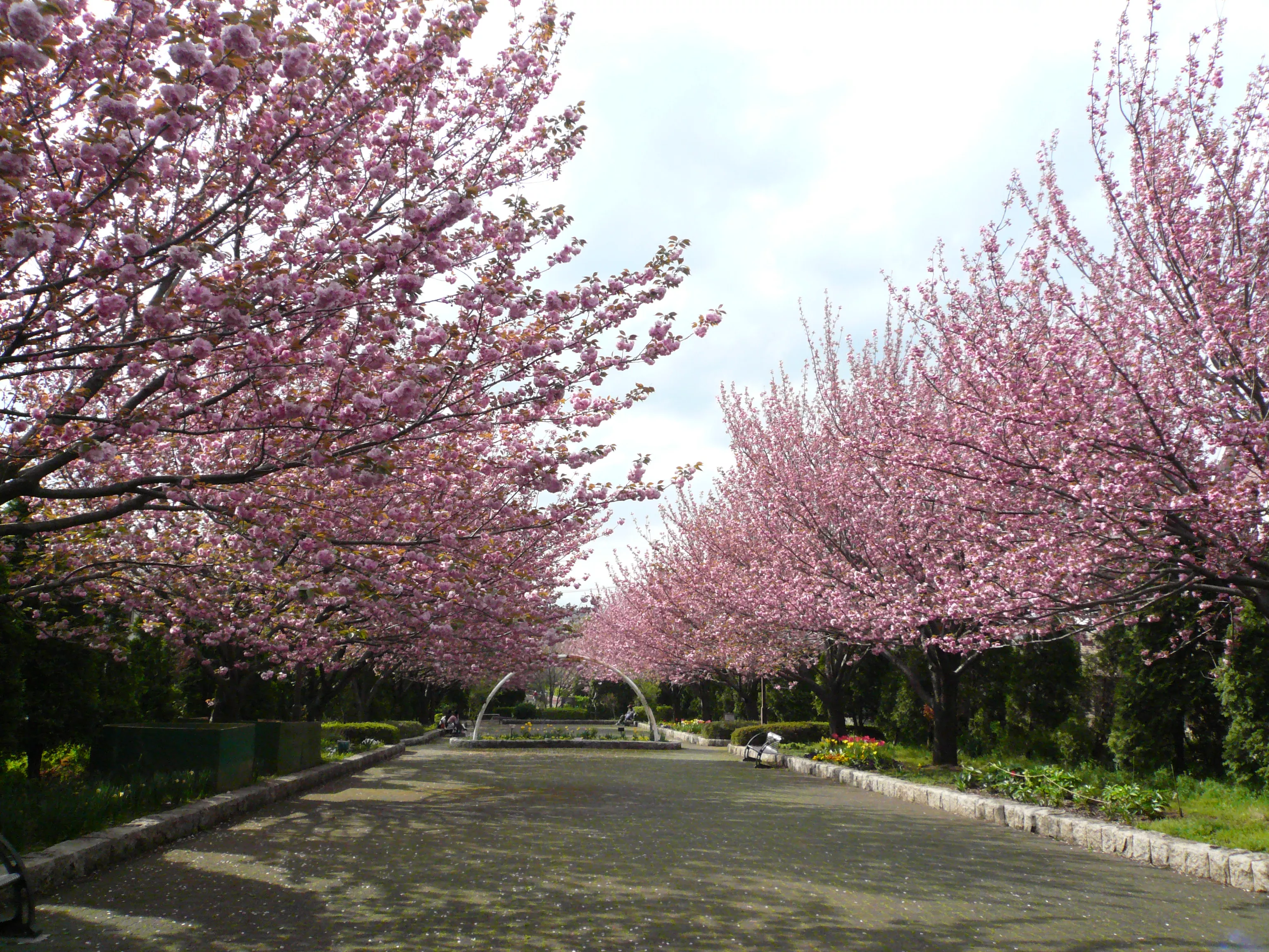 sakura promenadeyuya yasuda