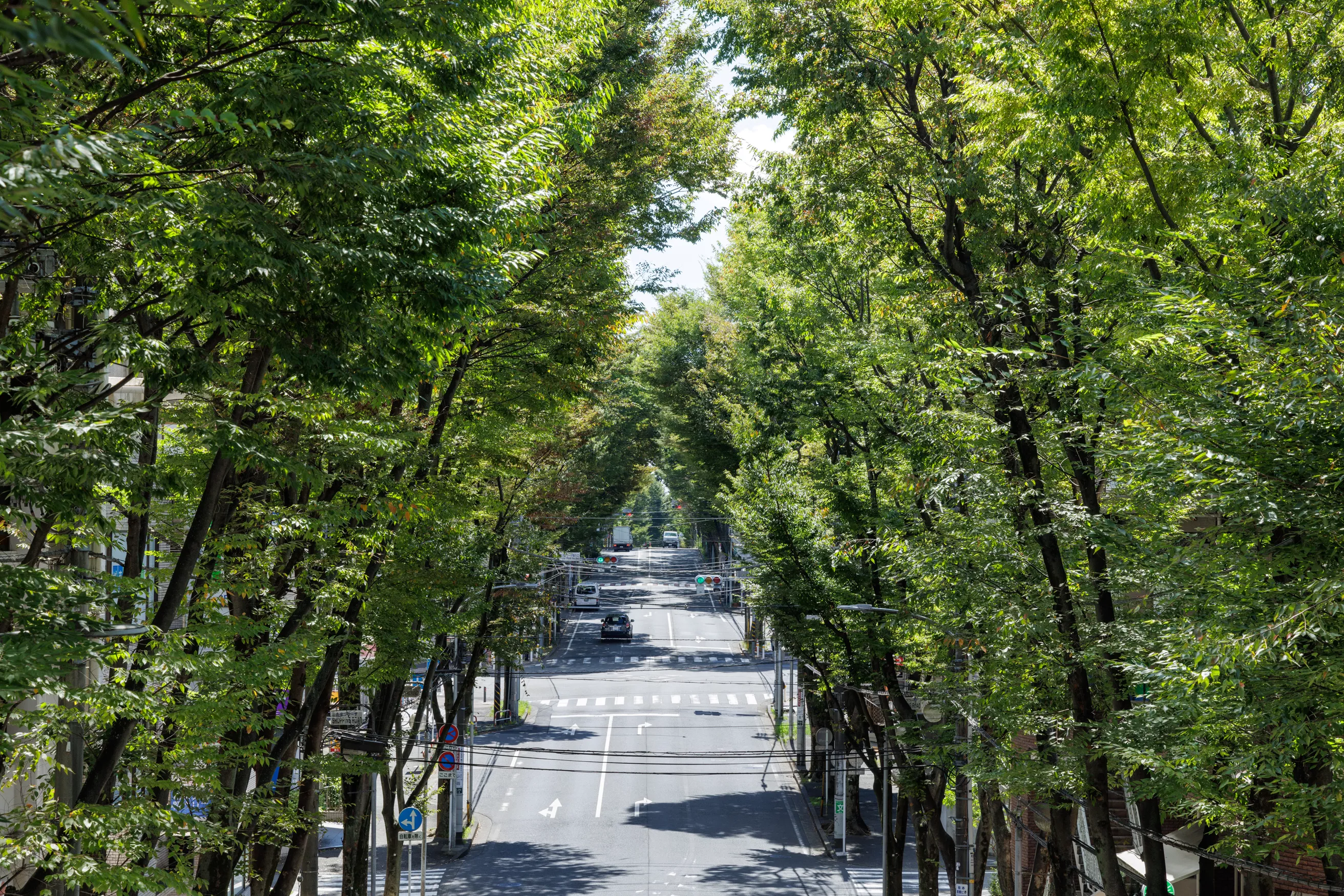 街路樹の街並み