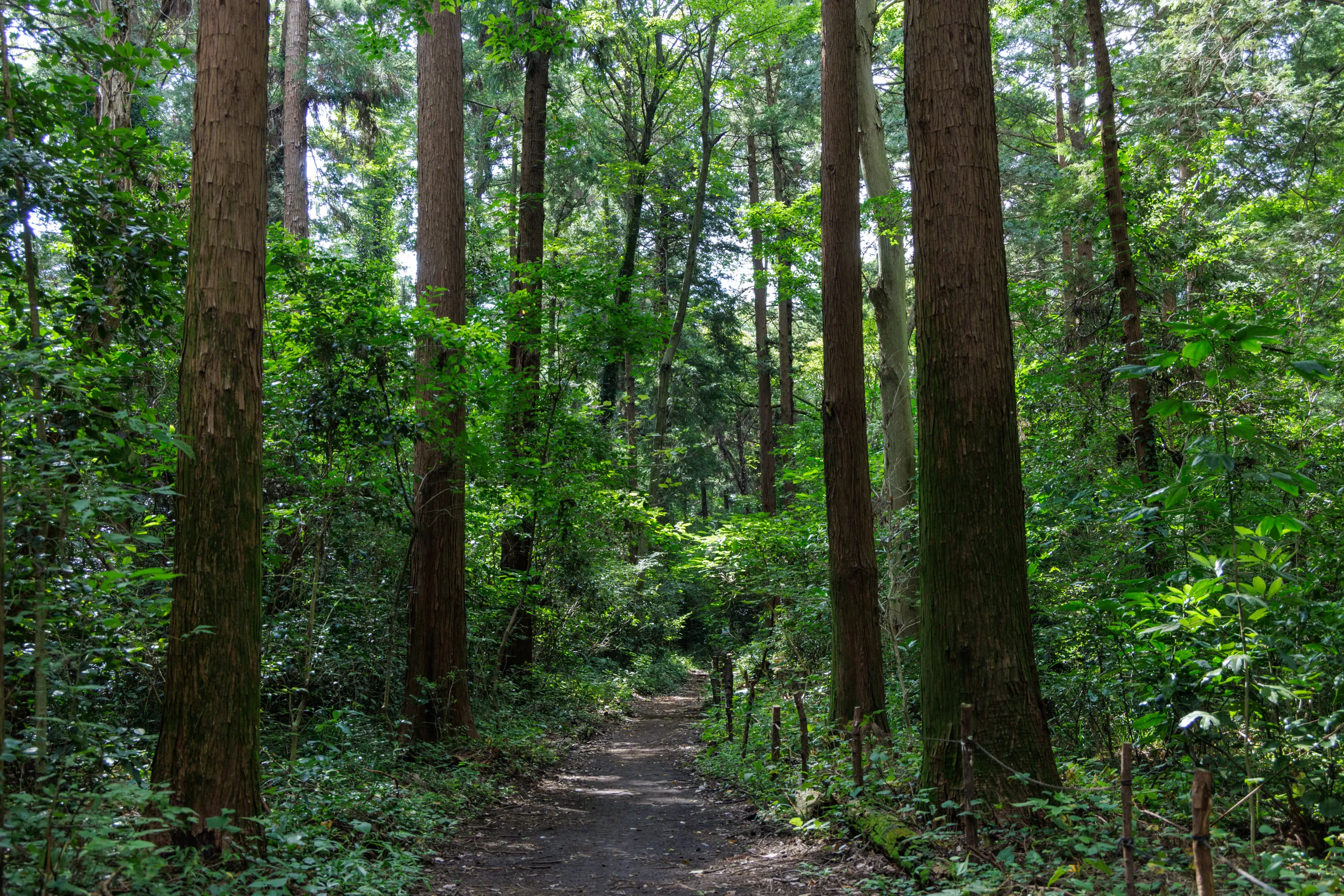 chuorinkan nature forest