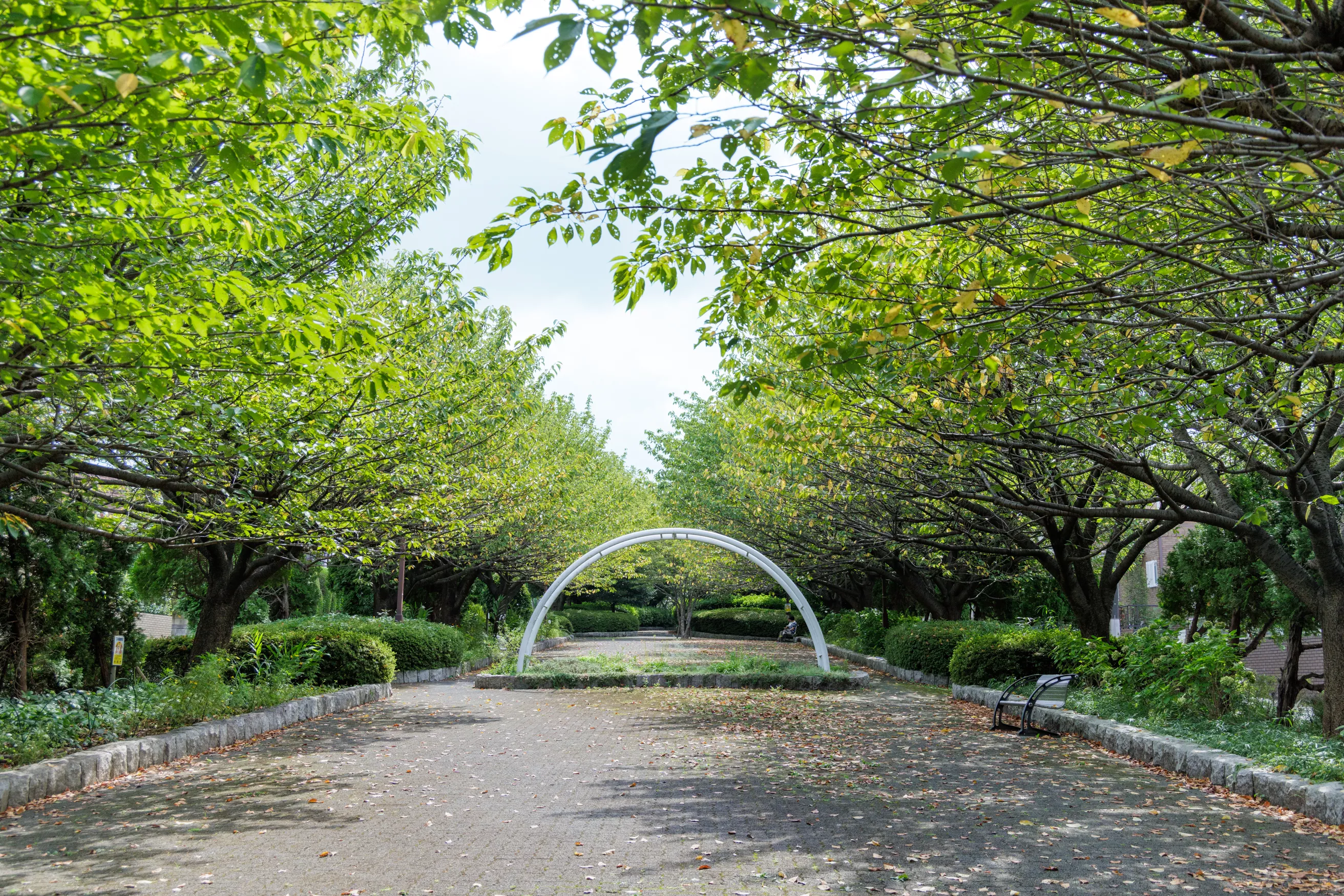 cherry blossom promenade